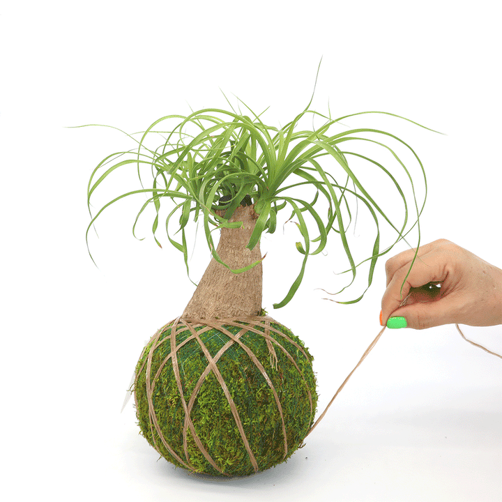 shop-all-kazumi-garden